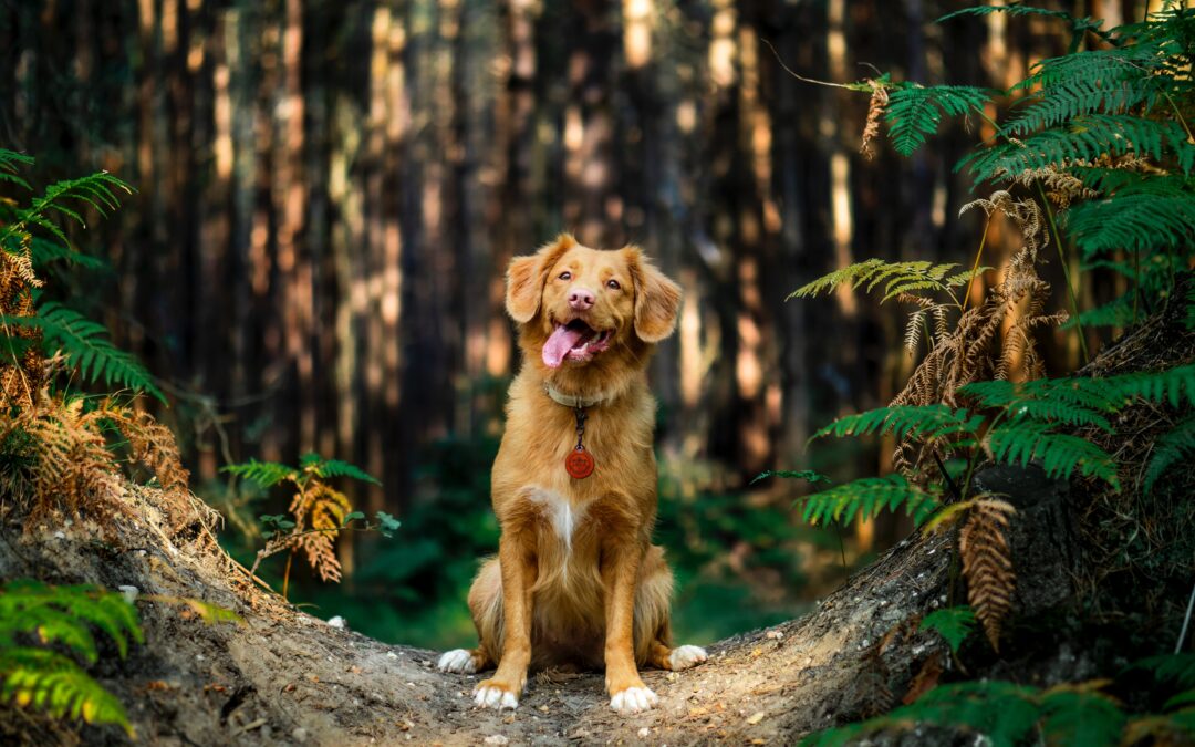 We Are Pet Friendly