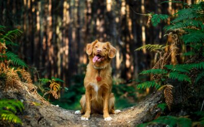 We Are Pet Friendly
